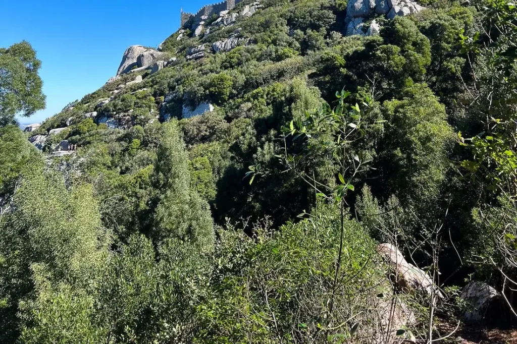 Sintra Moorish Castle Guided Tour – Sintra (3)